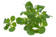 Frischer Feldsalat auf weißem Hintergrund
