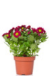Chrysanthemums