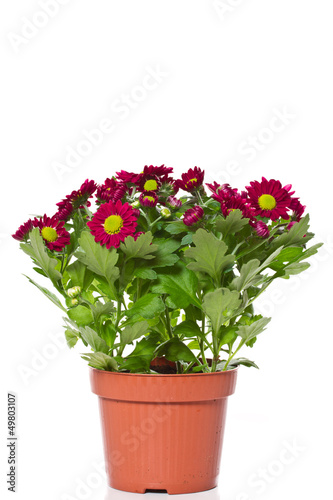 Photo: Chrysanthemums Chrysanthemums