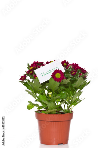 Photo: Chrysanthemums Chrysanthemums