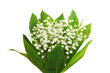 Lily of the valley
