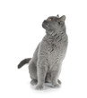 Foto: Sitting grey cat Sitting grey cat