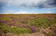Heidelandschaft am Cap Frehel