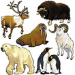 set with wild animals of arctic