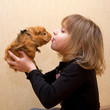 The little girl kissing the guinea pig.