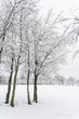 Foto: Snow Covered Tree Snow Covered Tree