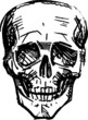 human skull