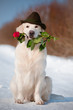 golden retriever dog in a hat holding a rose