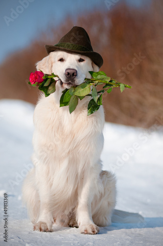 Photo: golden retriever dog in a hat holding a rose golden retriever dog in a hat holding a rose