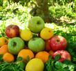 Obstgarten