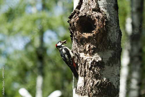 Photo: Great Spotted Woodpecker Great Spotted Woodpecker