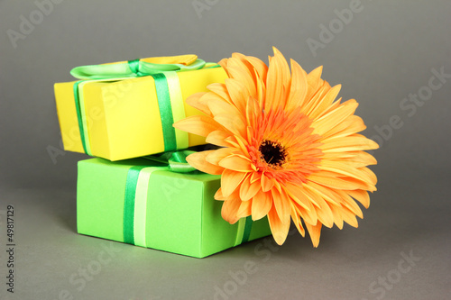 Photo: Beautiful Gerber flower with gifts on grey background Beautiful Gerber flower with gifts on grey background