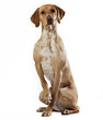 Portrait of Vizsla mix