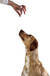 Portrait of brown Vizsla / Dalmatiner Mix
