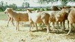 Fat Lambs