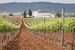 Vineyards