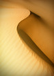 Sand dunes at sunset in the Sahara Desert