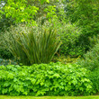 Greenery background