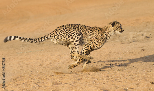 Cheetah running, (Acinonyx jubatus), South Africa - 49827738