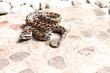 Burmese python (Python molurus bivittatus) on the backyard