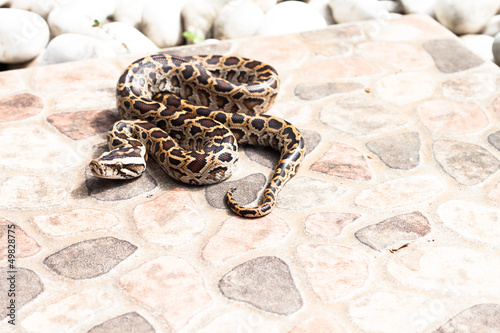 Photo: Burmese python (Python molurus bivittatus) on the backyard Burmese python (Python molurus bivittatus) on the backyard