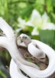 Texas rat snake on a branch