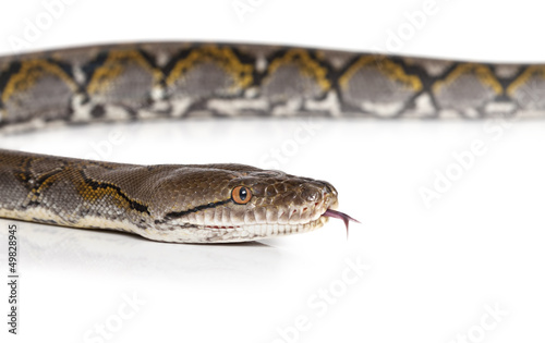 Photo: Python snake over white Python snake over white