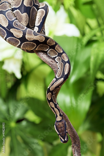 Photo: Royal Python on a branch Royal Python on a branch