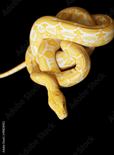 Photo: Tiger Albino Python Tiger Albino Python