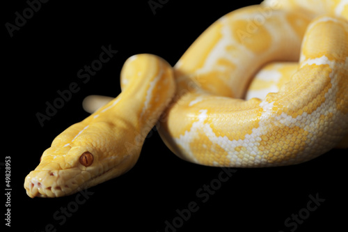 Photo: Tiger Albino Python over black Tiger Albino Python over black