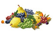 still life of grapes and quince