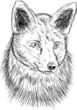 Vector: fox head fox head