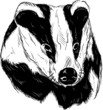 Vector: badger head badger head