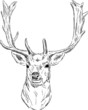 Vector: fallow deer fallow deer