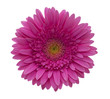 gerbera flower