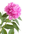 pink peony