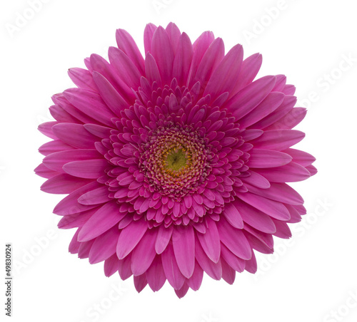 Photo: gerbera flower gerbera flower