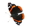 butterfly on white