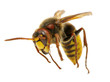 hornet