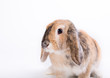 osterhase