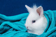 little cute white rabbit in a soft scarf