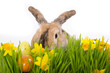 hase und eier