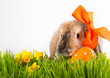 süßer osterhase schleife