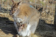 wallaby