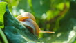 snail