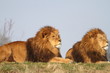 Male Lions