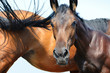 Mare and her colt