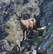 Alpine ibex wild goat lives in  mountains of Europe