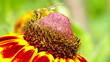 flower and small bee