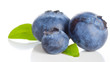 fresh bilberries  on white background